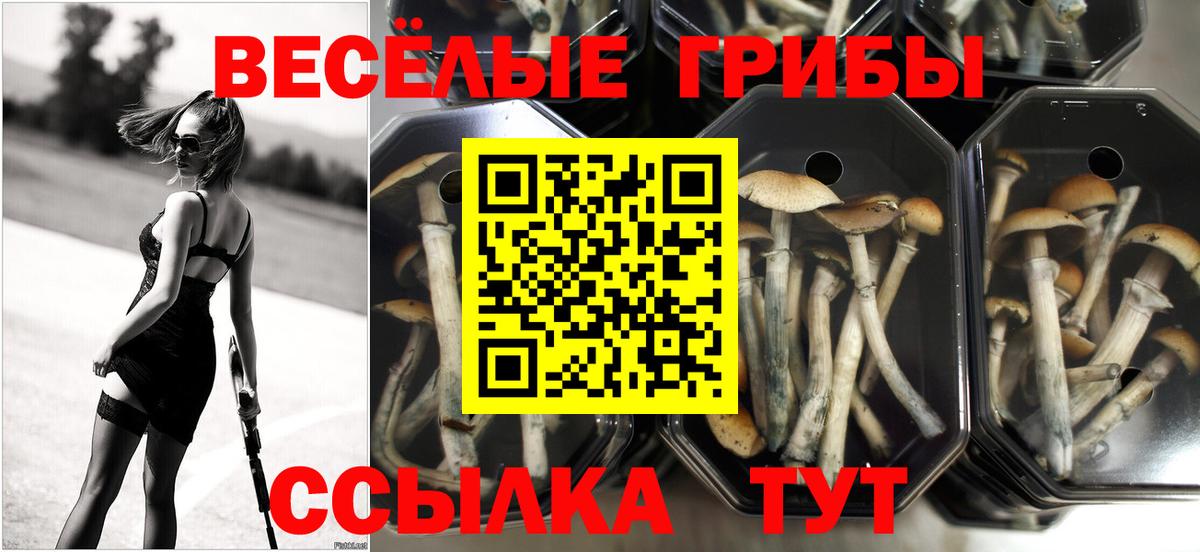 Избербаш  Галлюциногенные грибы GOLDEN TEACHER  Псилоцибиновые грибы ЛСД  Вход с VPN 